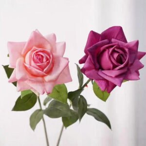 Moisturizing Austin Rose